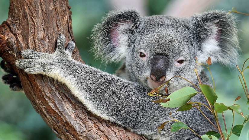 VIDEO: Un koala se 'infiltra' en un auto con aire acondicionado para escapar del calor
