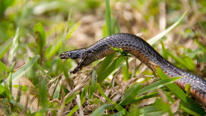 Australia: Logran captar una batalla mortal entre serpientes venenosas (VIDEO)