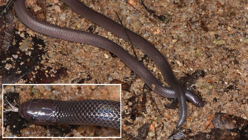 Esta serpiente estilete africana puede inyectar su veneno sin abrir la boca