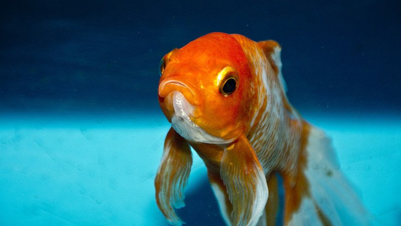 Se traga un pez dorado vivo, publica el video de su 'gesta' en Internet y lo multan con 500 euros