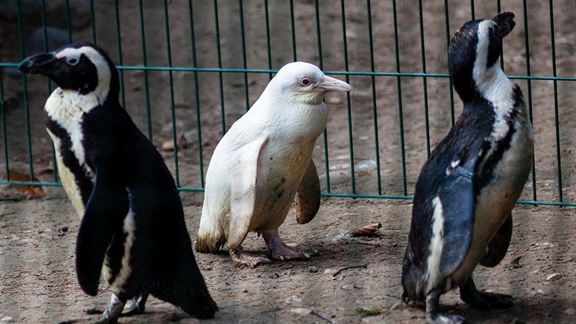 FOTOS: Presentan en un zoo de Polonia un pingüino albino 