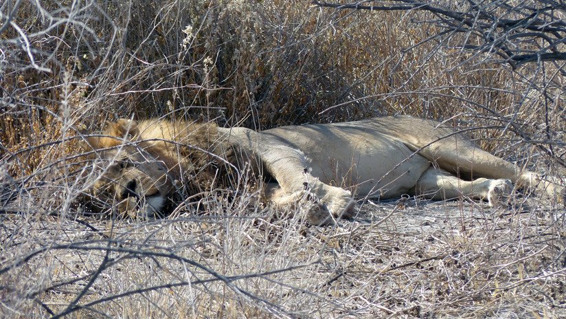 Un cazador mata a un león dormido, lo identifican y resulta que había acabado al menos con 70 animales de gran tamaño