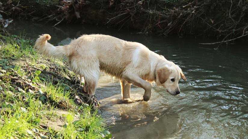 VIDEO: Una golden retriever rescata a su cachorro atrapado en el fondo de una zanja