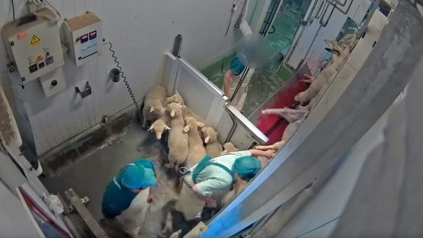 Difunden duras imágenes de maltrato animal captadas en el interior de un matadero en España 