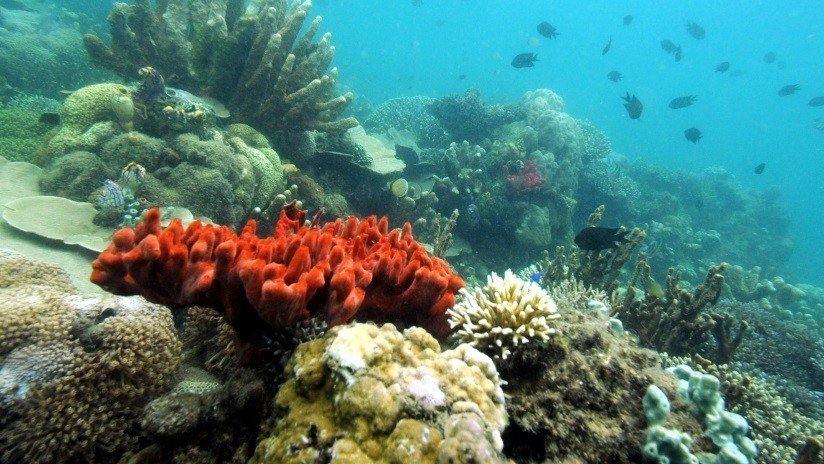 Alertan por una extraña enfermedad que pone en peligro los corales de Florida y el Caribe