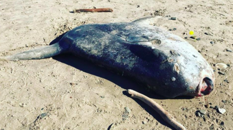FOTOS: Hallan en California el cuerpo de un enorme y raro pez nunca antes visto en EE.UU.