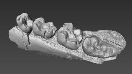 FOTO: Hallan los restos de un ancestro antes desconocido del hombre de hace 22 millones de años