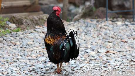 Unas gallinas se unen para matar a un zorro que entró al gallinero