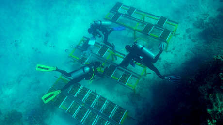 Del acuario al océano: Las larvas de coral, primer 'ladrillo' para el renacimiento de los arrecifes