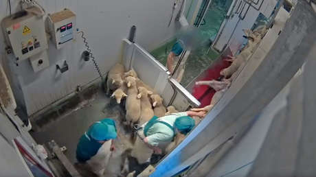 Difunden duras imágenes de maltrato animal captadas en el interior de un matadero en España