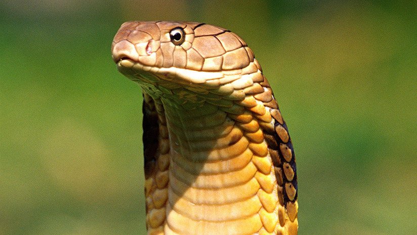 VIDEO: Un chino quiere hacerle una buena foto a una cobra y la osadía acaba en tragedia