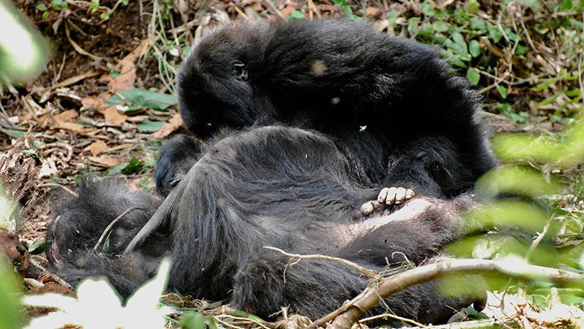 Descubren que los gorilas de montaña expresan 'dolor' ante la muerte de sus compañeros