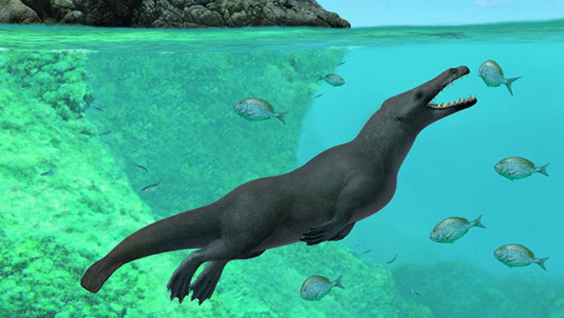 Ballenas 'nutria' cuadrúpedas vivían en la tierra y el mar hace 42 millones de años 