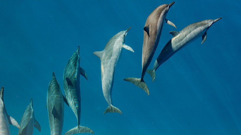 Alertan de que una ola de calor marina podría poner en peligro la existencia del delfín del Indo-Pacífico