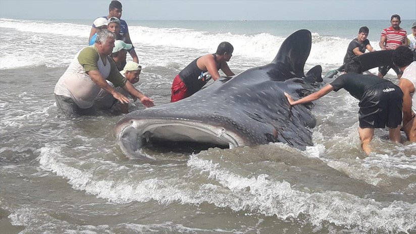 Pescadores y bañistas devolvieron al mar a "tiburón ballena" encallada en costa de Ecuador (VIDEO)