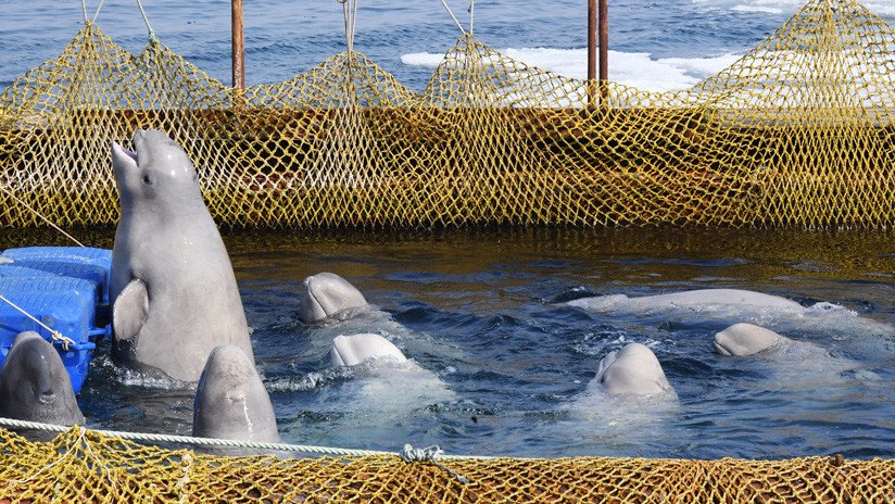 Las orcas y belugas de la 'cárcel de ballenas' en el Lejano Oriente ruso serán liberadas en su hábitat natural 