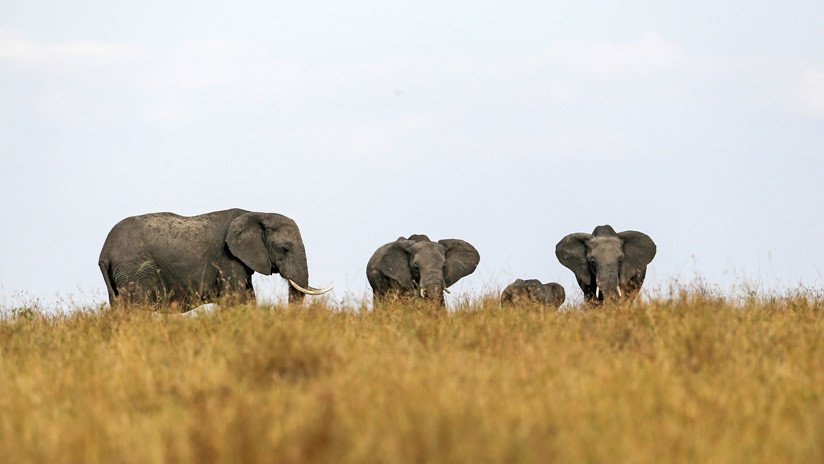 Un cazador africano explica por qué no se arrepiente de haber matado a más de 5.000 elefantes
