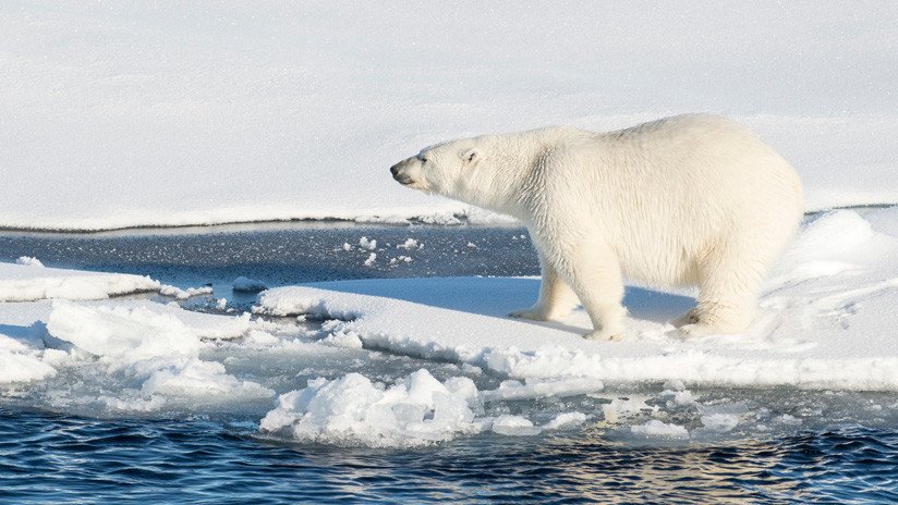 "Me da pena por los osos": Putin pide que se respete la vida silvestre del Ártico