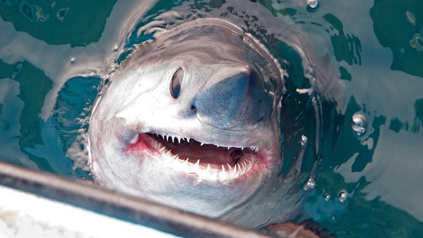 VIDEO: El momento de la captura de un enorme tiburón de 250 kilogramos y más de dos metros de longitud
