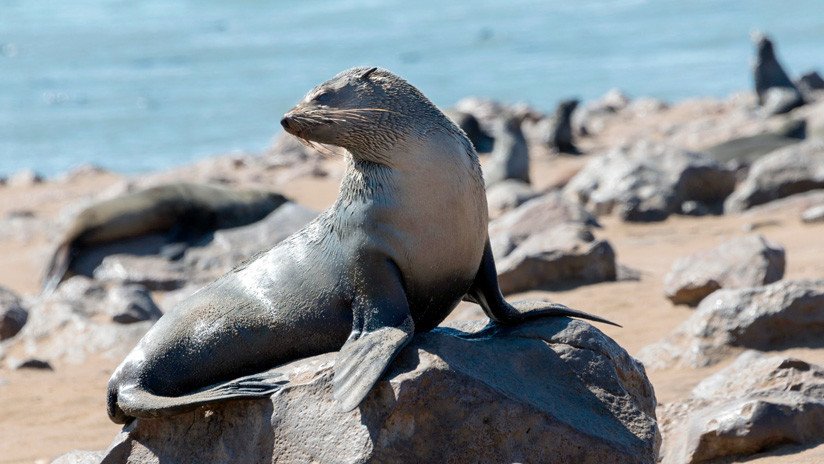 VIDEO: Salvan a una foca que tenía una cuerda de plástico enrededada alrededor del cuello