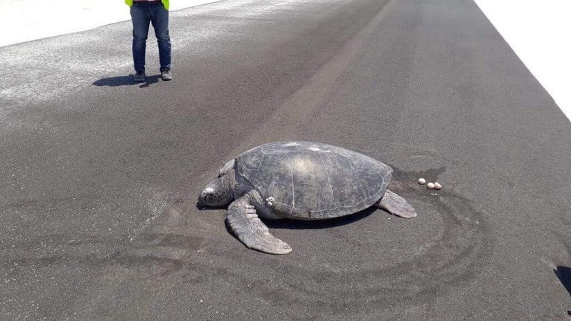 FOTO: Una tortuga marina emerge del agua para desovar y encuentra la playa convertida en la pista de un aeropuerto