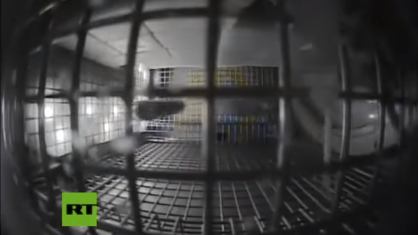 VIDEO: La NASA muestra las 'carreras espaciales' de ratones en microgravedad durante un experimento en la EEI