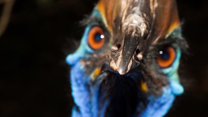 Ejemplar del ave "más peligrosa del mundo" mata a su dueño en Florida