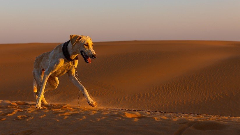FOTOS, VIDEOS: Un perro corre una carrera de 250 kilómetros en el Sahara y se gana la simpatía de la Red