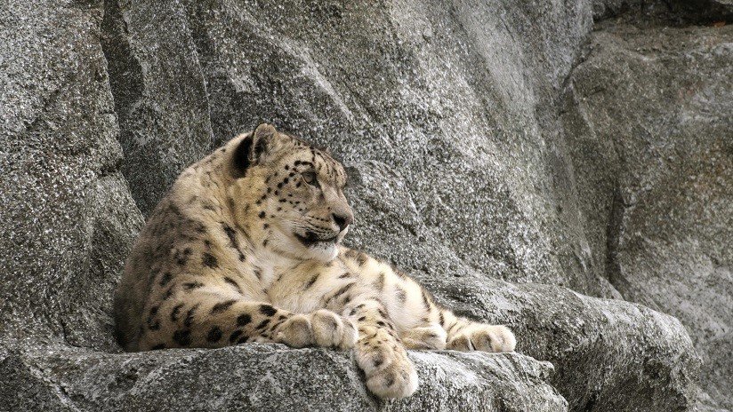 ¿Puede verlo? Captan una imagen que muestra todo "el arte del camuflaje" de un leopardo de las nieves (FOTO)