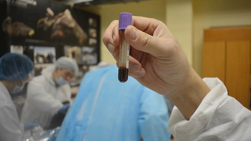 Encuentran sangre líquida en el cuerpo de un potro que llevaba atrapado en el permafrost siberiano 42.000 años