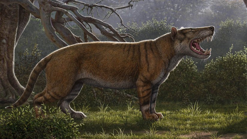 Fósiles encontrados y olvidados hace décadas pertenecen a antiguos felinos gigantes desconocidos