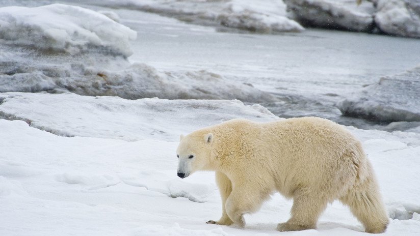 VIDEO: Encuentran en Kamchatka a un oso polar que recorrió 700 kilómetros en busca de comida