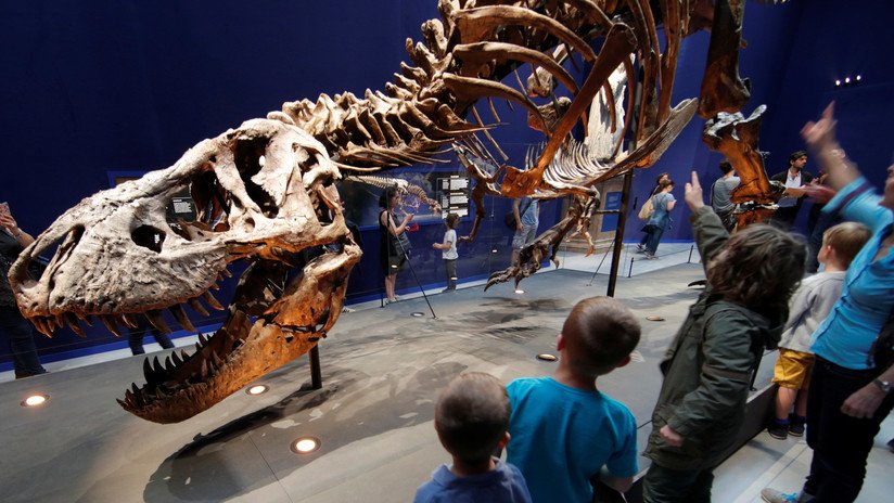 La subasta en eBay del rarísimo fósil de un bebé de 'T. rex' por 3 millones de dólares indigna a los científicos