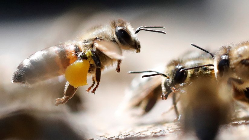 Que aprendan los hinchas como se hace una ola: Así se defienden las abejas de sus atacantes