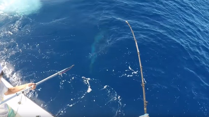 El momento exacto de la captura de un monstruoso pez espada de 343 kilos (VIDEO)