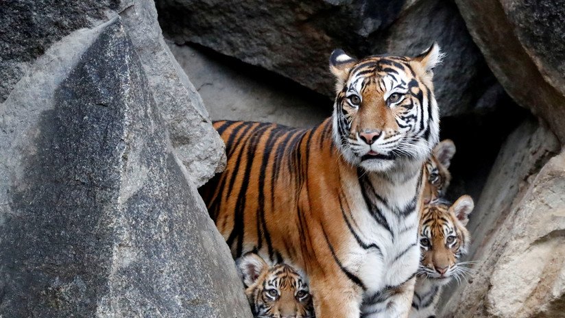 Un tigre hiere gravemente a la empleada de un zoo en Kansas