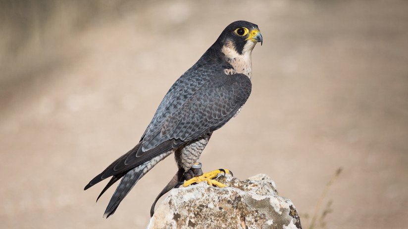 Un estudio biológico halla mercurio en halcones peregrinos, el ave más rápida del mundo