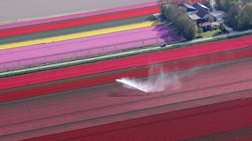 Tulipanes de diversos colores crean increíbles paisajes pintorescos en Países Bajos