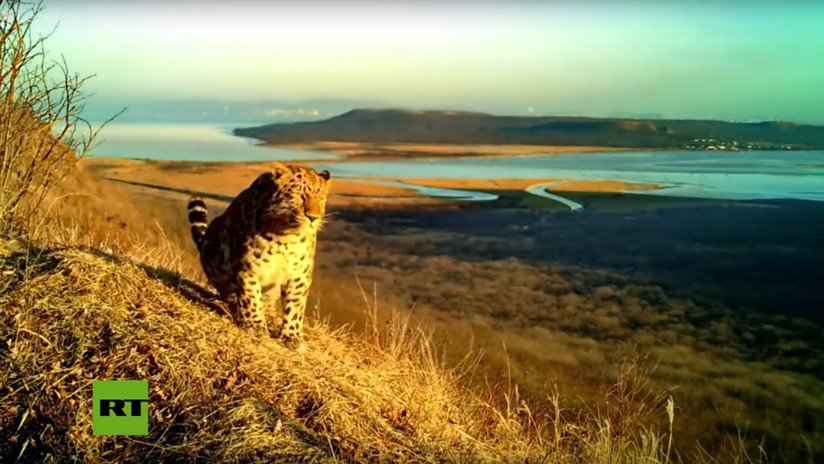 VIDEO: Cámaras ocultas graban a un leopardo y un tigre de Amur en un parque nacional de Rusia