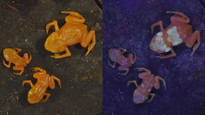 VIDEO: Unas ranas tóxicas brasileñas son los primeros anfibios que brillan desde el interior