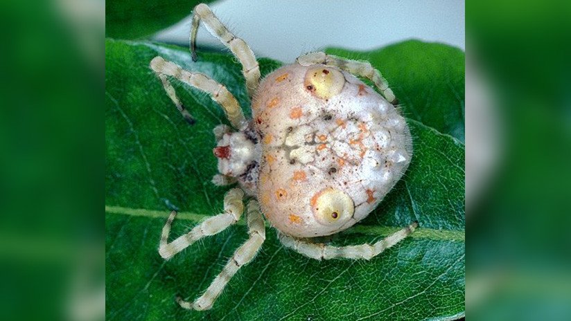FOTOS: Una extraña araña con aspecto de sushi desconcierta a las redes sociales