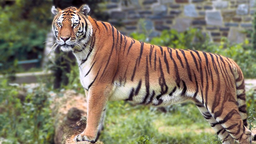 El director de un santuario de fauna salvaje trata de salvar a un tigre de Bengala de las inundaciones y este casi lo mata