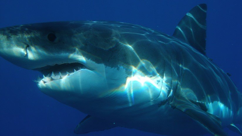 VIDEO: Enorme tiburón blanco horroriza a dos pescadores al atacar su bolsa con carnada