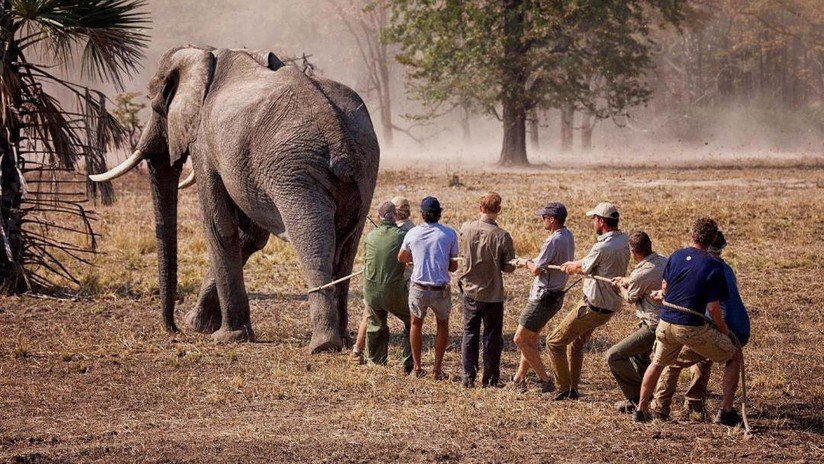 FOTO: Acusan al príncipe Enrique de recortar una foto para ocultar una pata atada de un elefante
