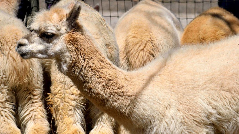 ¿El Guasón o Alice Cooper?: Hallan una extraña alpaca en Japón (FOTOS)