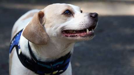 FOTOS: Un perro recauda el dinero para su quimioterapia vendiendo postres en México