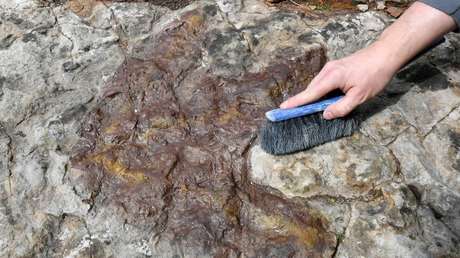 FOTOS: Hallan por primera vez huellas de un dinosaurio con impresiones "perfectas" de su piel