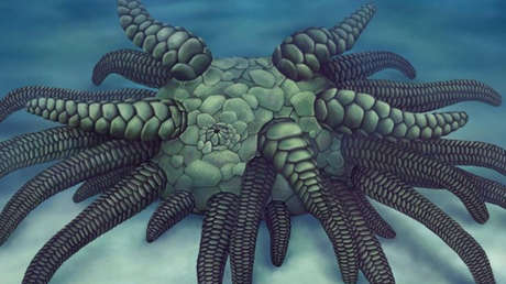Descubren el fósil de un pequeño Cthulhu marino con 45 tentáculos blindados
