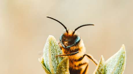 Acude al médico por un ojo hinchado y le descubren cuatro abejas alimentándose de sus lágrimas