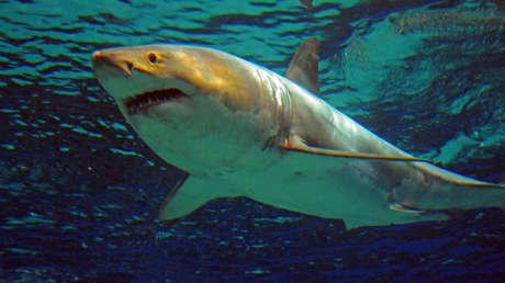 FOTO: Captan de cerca las feroces fauces de un tiburón blanco antes de embestir una jaula de buceo